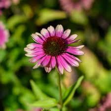 Image result for Echinacea purpurea
