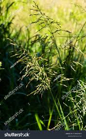 Attēlu rezultāti vaicājumam “Glyceria maxima leaf”