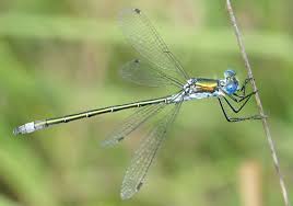 Attēlu rezultāti vaicājumam “Lestes dryas male”