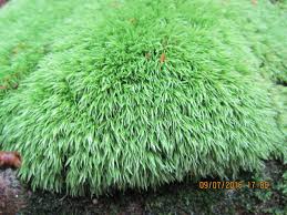 Attēlu rezultāti vaicājumam “Leucobryum juniperoideum”