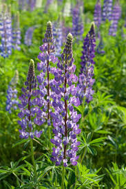 Attēlu rezultāti vaicājumam “Lupinus polyphyllus flower”