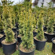 Attēlu rezultāti vaicājumam “Taxus baccata”