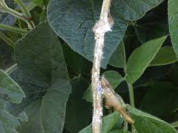 Attēlu rezultāti vaicājumam “Stemonaria irregularis spores”