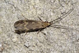 Attēlu rezultāti vaicājumam “Metylophorus nebulosus”