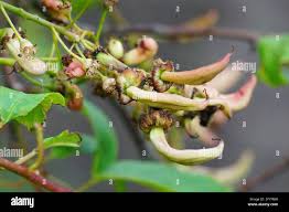 Attēlu rezultāti vaicājumam “Taphrina padi”