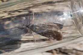 Attēlu rezultāti vaicājumam “Hypochalcia ahenella”