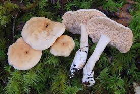 Attēlu rezultāti vaicājumam “Hydnum sp.”