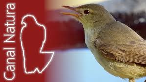 Image result for Hippolais polyglotta