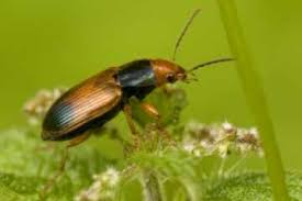 Attēlu rezultāti vaicājumam “Diachromus germanus”