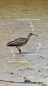 Attēlu rezultāti vaicājumam “Numenius phaeopus adult”