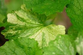 Attēlu rezultāti vaicājumam “Alliaria petiolata leaf”