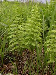 Attēlu rezultāti vaicājumam “Thelypteris palustris”