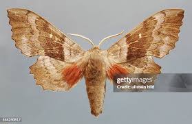 Attēlu rezultāti vaicājumam “Laothoe populi”