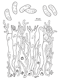 Attēlu rezultāti vaicājumam “Vuilleminia comedens”