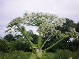 Attēlu rezultāti vaicājumam “Heracleum sosnowskyi”