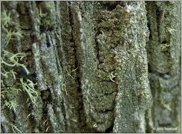 Attēlu rezultāti vaicājumam “Trapeliopsis flexuosa”