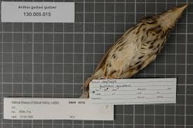 Image result for Anthus gustavi