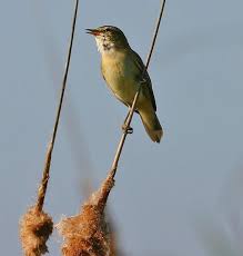 Image result for Acrocephalus aedon