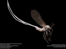 Attēlu rezultāti vaicājumam “Sternorrhyncha”