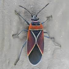 Attēlu rezultāti vaicājumam “Lygaeidae”