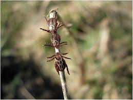 Attēlu rezultāti vaicājumam “Dermacentor reticulatus female”