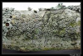 Attēlu rezultāti vaicājumam “Lecanora chlarotera”