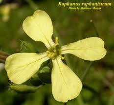 Attēlu rezultāti vaicājumam “Raphanus raphanistrum”