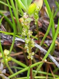 Attēlu rezultāti vaicājumam “Juncaginaceae”