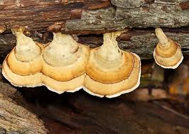 Attēlu rezultāti vaicājumam “Stereum fasciatum”