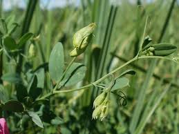 Attēlu rezultāti vaicājumam “Lathyrus tuberosus bud”