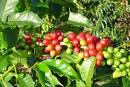 Kona coffee tree branch with green and ripe cherries