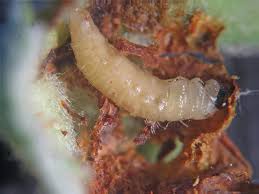 Attēlu rezultāti vaicājumam “Anthonomus pomorum”