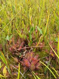 Attēlu rezultāti vaicājumam “Drosera x obovata”