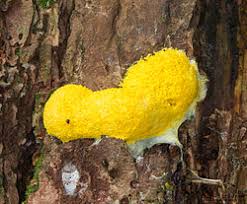 Attēlu rezultāti vaicājumam “Fuligo cinerea spores”