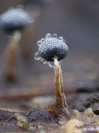 Attēlu rezultāti vaicājumam “Physarum bitectum macro”