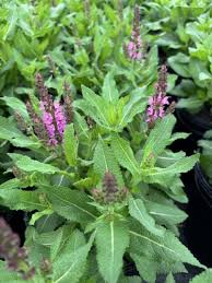Image result for Salvia nemorosa
