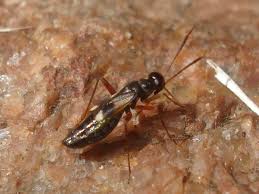 Attēlu rezultāti vaicājumam “Dryophilocoris flavoquadrimaculatus”