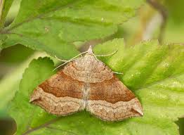 Attēlu rezultāti vaicājumam “Scotopteryx chenopodiata”