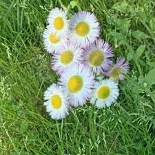 Attēlu rezultāti vaicājumam “Erigeron annuus flower”