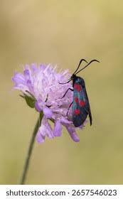 Attēlu rezultāti vaicājumam “Zygaena sp.”