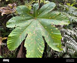 Attēlu rezultāti vaicājumam “Dicranella schreberiana”