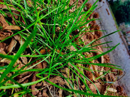 Attēlu rezultāti vaicājumam “Poa trivialis leaf”