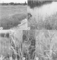 Attēlu rezultāti vaicājumam “Carex chordorhiza”