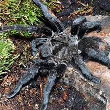 Znalezione obrazy dla zapytania Grammostola grossa