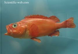 Image result for Sebastes