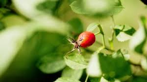 Attēlu rezultāti vaicājumam “Rosa majalis fruit”