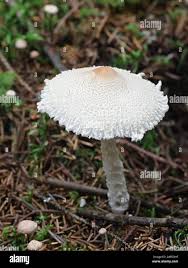 Attēlu rezultāti vaicājumam “Lepiota clypeolaria”