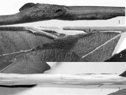 Attēlu rezultāti vaicājumam “Euura brevicornis”