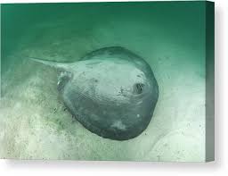 Image result for Styracura pacifica