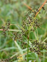 Attēlu rezultāti vaicājumam “Scirpus sylvaticus bud”